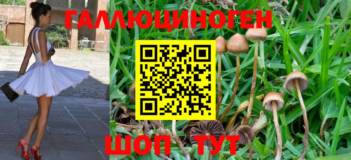 где найти наркотики  Ступино  Галлюциногенные грибы Psilocybine cubensis 